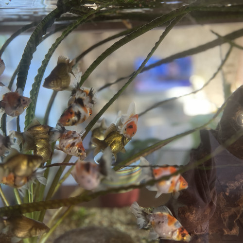 poissons japonais