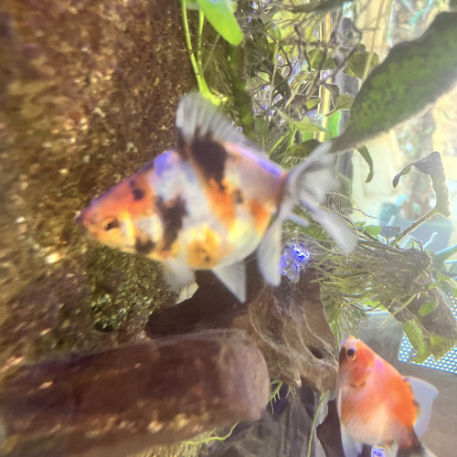 poissons japonais