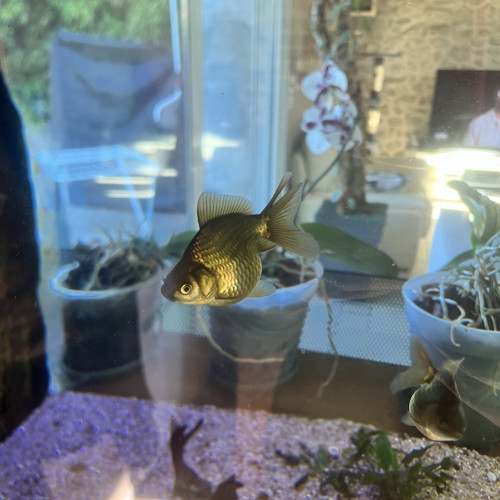 poissons japonais