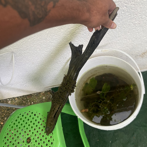 Racine d’environ 50cm