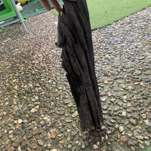 Racine d’environ 50cm