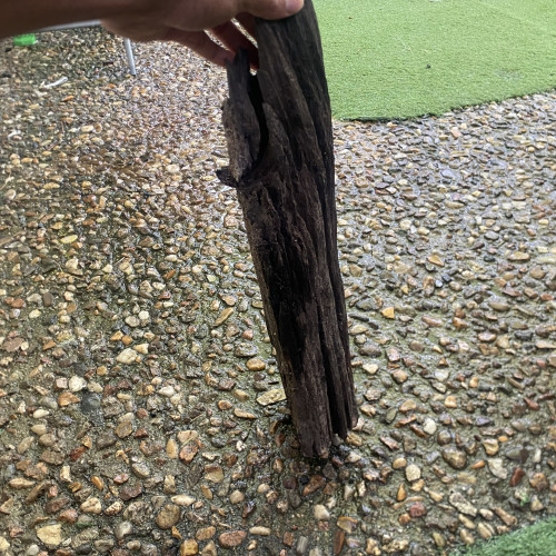 Racine d’environ 50cm