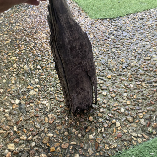 Racine d’environ 50cm