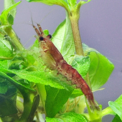 Red cherry