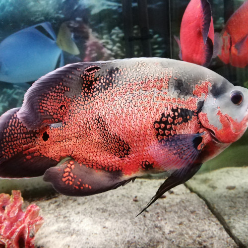 vends oscars astronotus ocellatus