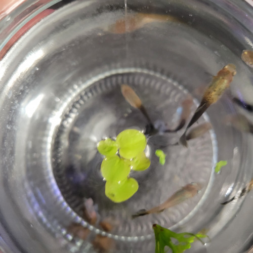 Donne guppy femelles