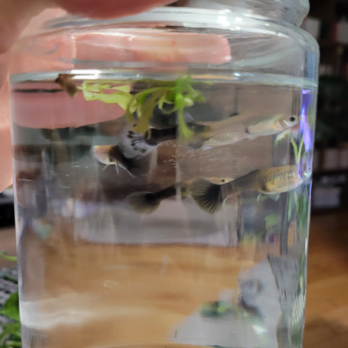 Donne guppy femelles