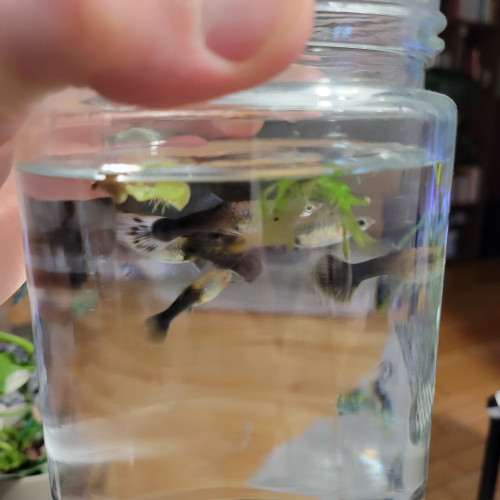 Donne guppy femelles