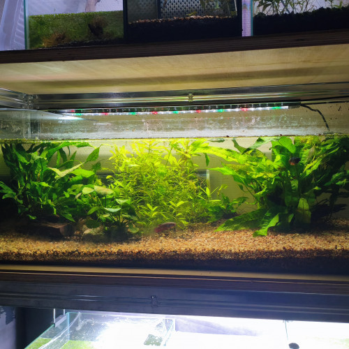 Aqua 80l