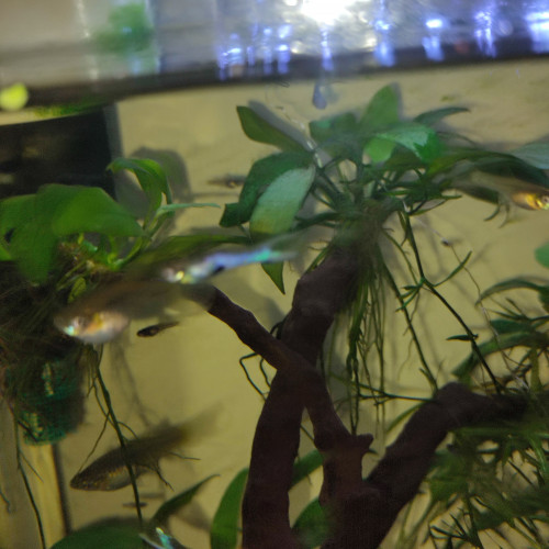 Guppy endler blue japan