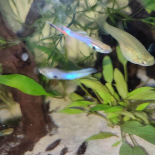 Guppy endler blue japan