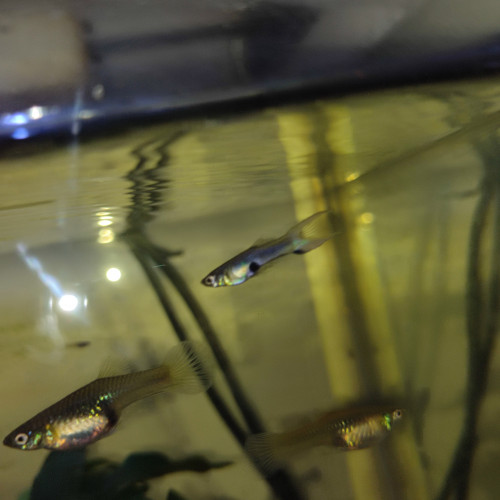 Guppy endler blue japan