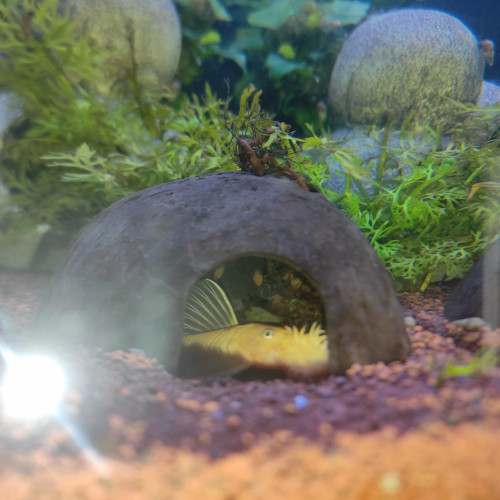 Ancistrus