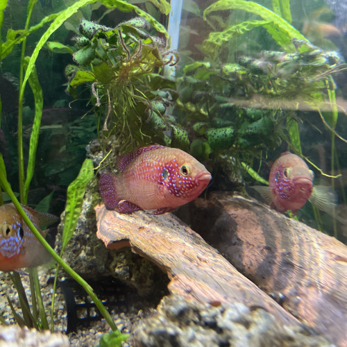 Cichlides hemichromis Lifalili