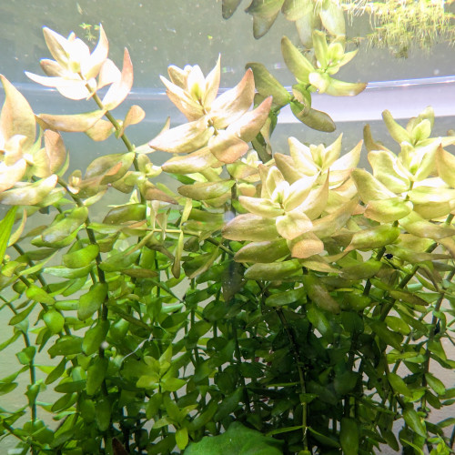 Bacopa caroliaia