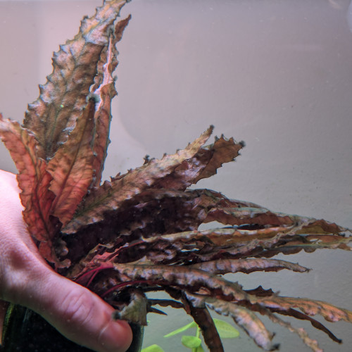 Cryptocoryne wendtii brune