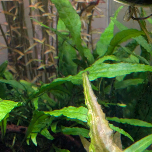 Fougère de java/microsorum pteropus