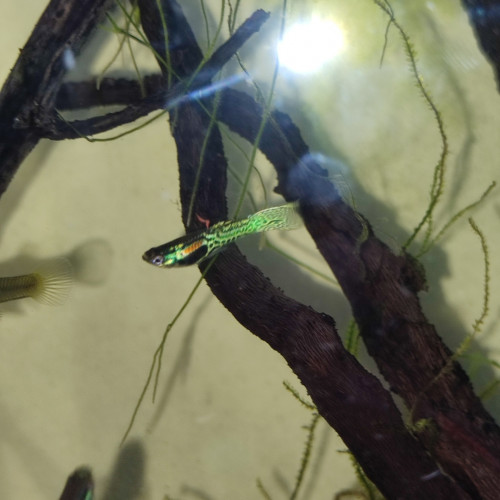Guppy endler tiger