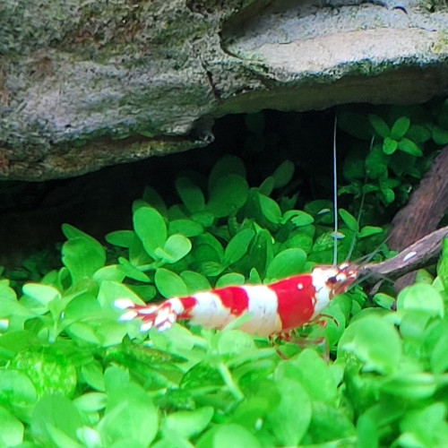 Caridina Red Crystal CRS
