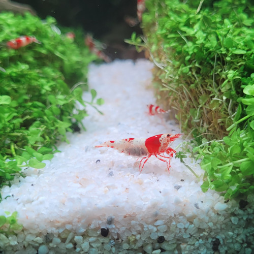 Caridina Red Crystal CRS