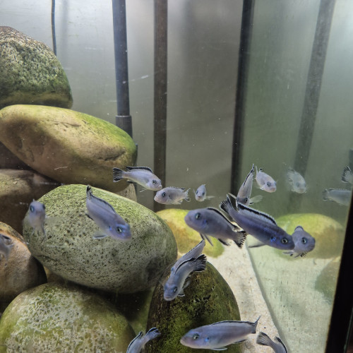 Pseudotropheus socolofi