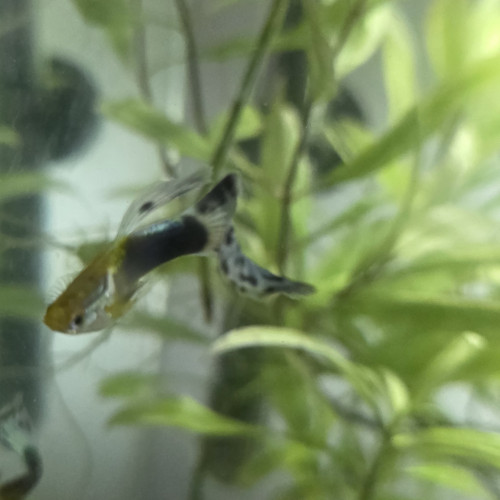 Guppys à donner