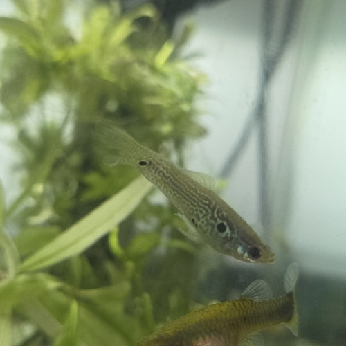 Guppys à donner