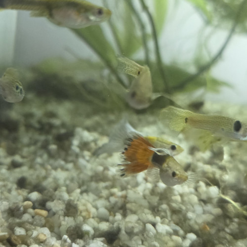 Guppys à donner
