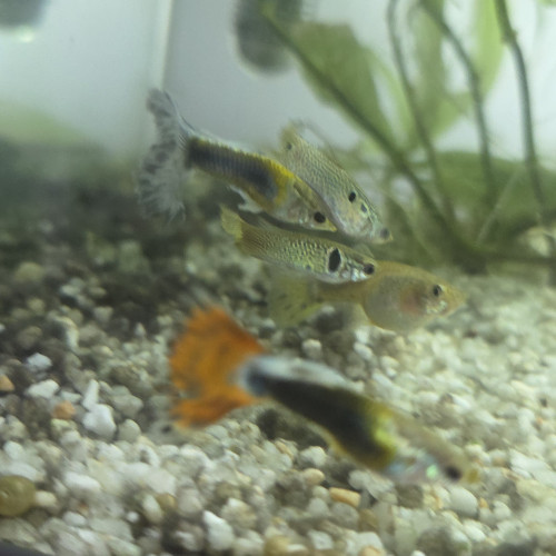Guppys à donner