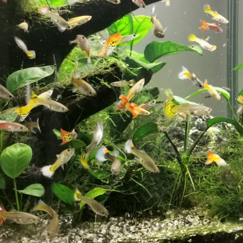 Guppys à vendre