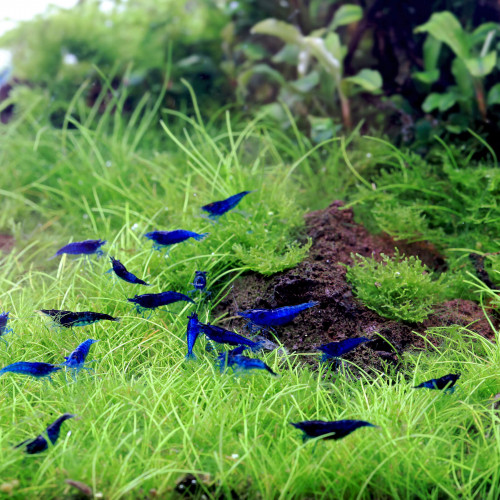 Neocaridina Bleues