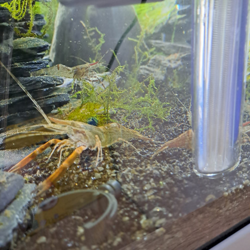 Macrobrachium