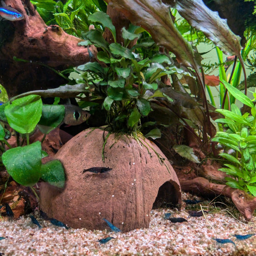 Bucephalandra sur noix de coco