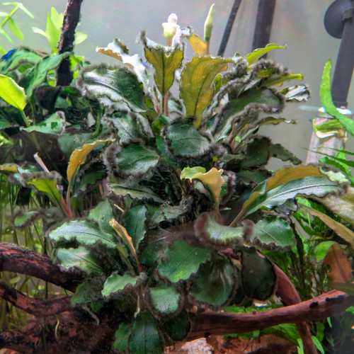 Boutures de bucephalandra