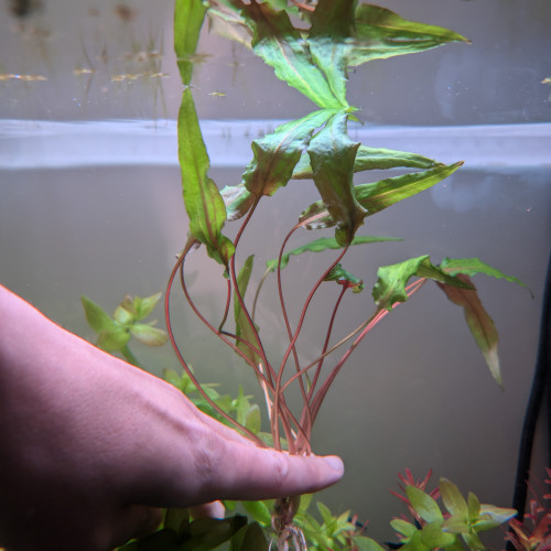 Cryptocoryne wendtii verde