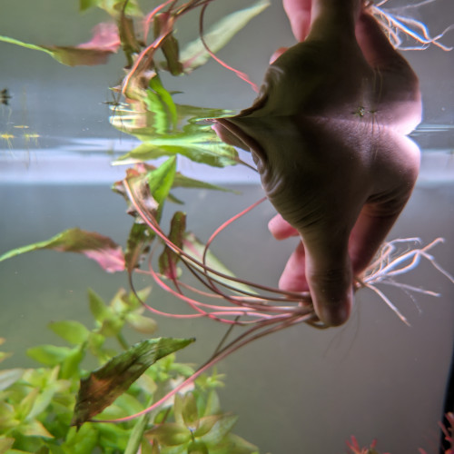 Cryptocoryne wendtii verde