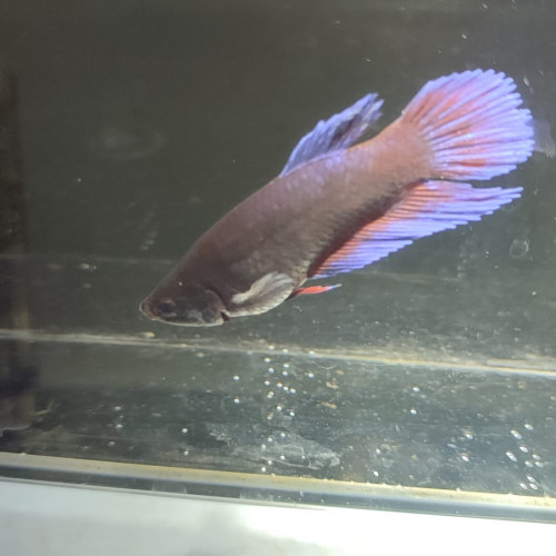 Betta poisson combattant