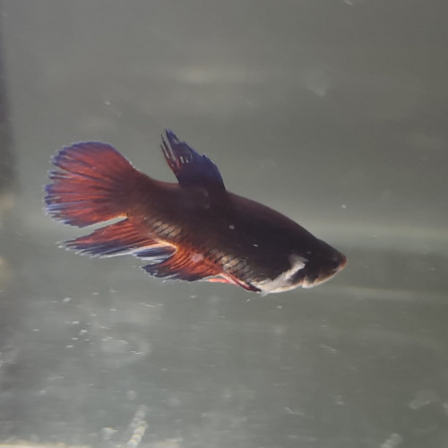 Betta poisson combattant