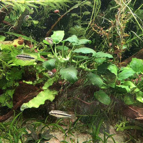 Pelvicachromis pulcher / Pelmato