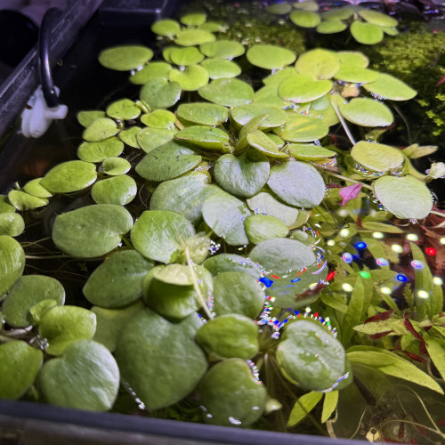 5 plantes flottantes en lot