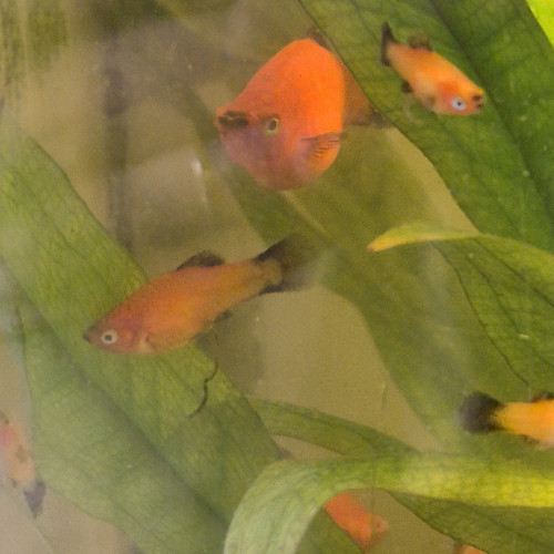 Don de Platy