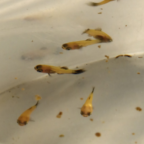 Don de Platy