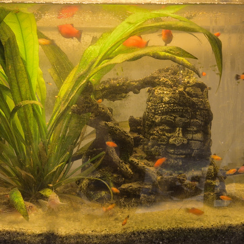 Don de Platy