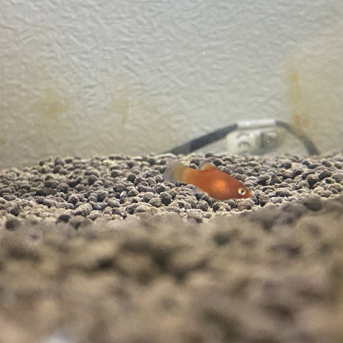 Bébés platys