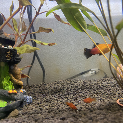 Bébés platys