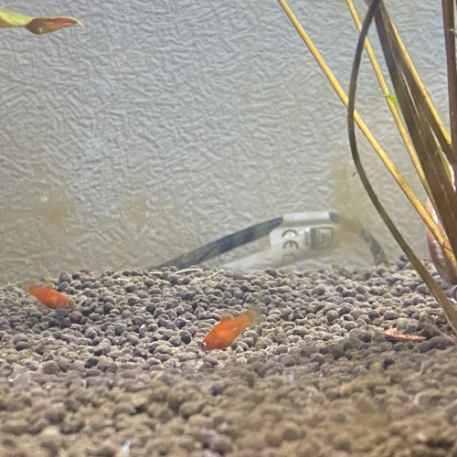 Bébés platys