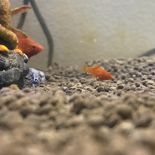 Bébés platys