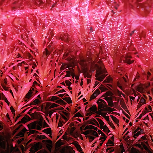 Rotala Red