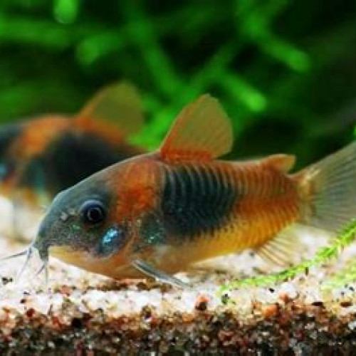 Corydoras venezuela orange