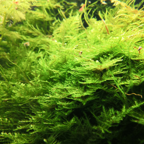 Christmas moss